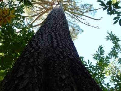 El Castañar de El Tiemblo , Un bosque mágico;senderismo por la pedriza;madera tejo